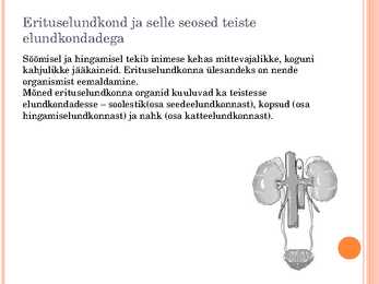 Esitlus erituselundkonnast #2