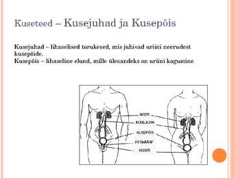 Esitlus erituselundkonnast #5