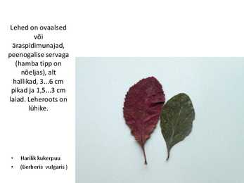 Dendroloogia pp #2