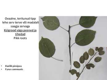Dendroloogia pp #11