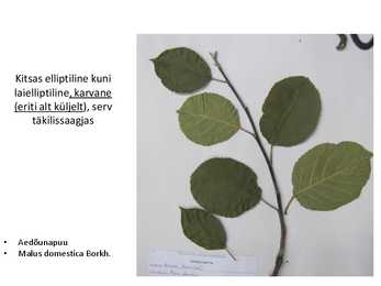 Dendroloogia pp #12