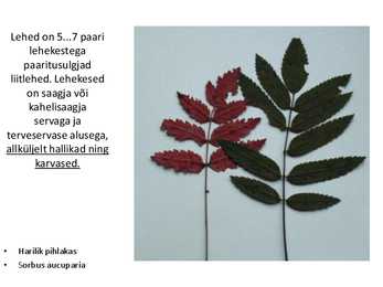 Dendroloogia pp #13