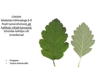 Dendroloogia pp #14