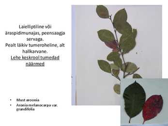 Dendroloogia pp #15