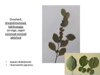 Dendroloogia pp #16