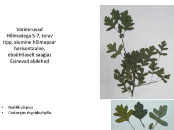 Dendroloogia pp #17