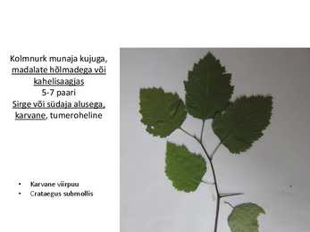 Dendroloogia pp #18
