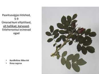 Dendroloogia pp #19
