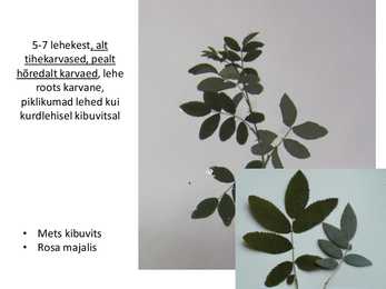 Dendroloogia pp #20