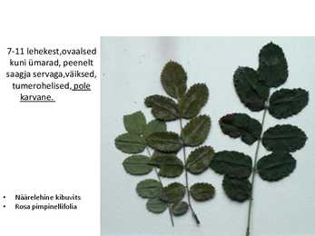 Dendroloogia pp #21