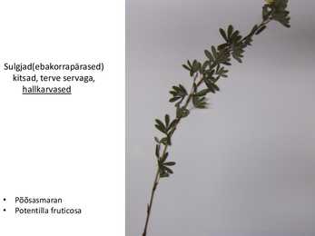 Dendroloogia pp #22