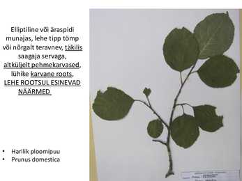 Dendroloogia pp #23