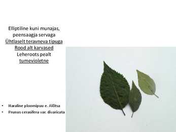 Dendroloogia pp #24
