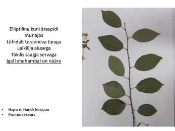 Dendroloogia pp #25