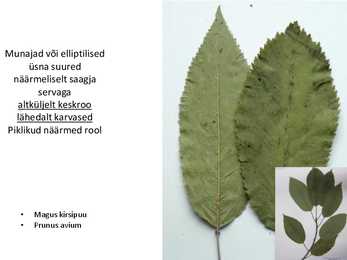 Dendroloogia pp #26