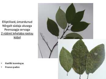 Dendroloogia pp #27