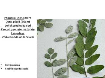 Dendroloogia pp #28