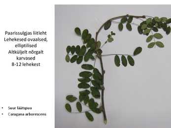 Dendroloogia pp #29