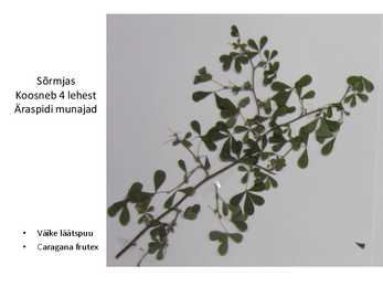 Dendroloogia pp #30