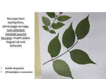 Dendroloogia pp #4