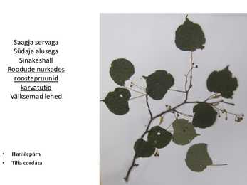 Dendroloogia pp #31