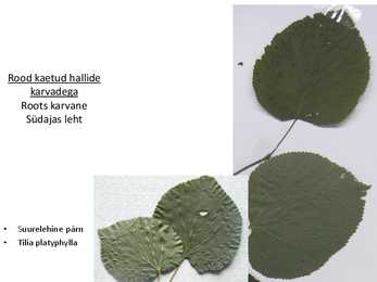 Dendroloogia pp #32