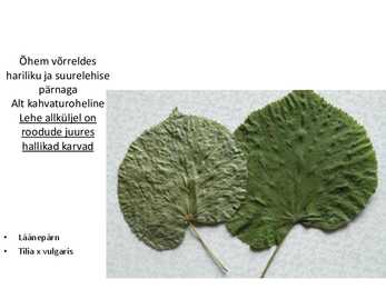 Dendroloogia pp #33