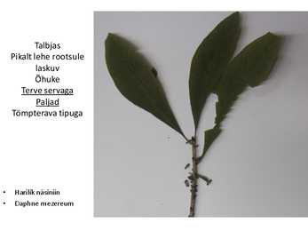 Dendroloogia pp #34