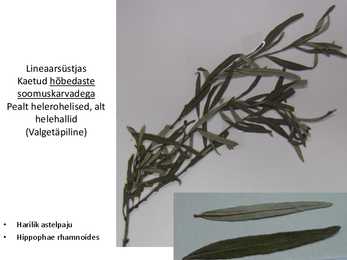 Dendroloogia pp #35