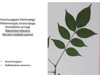 Dendroloogia pp #36