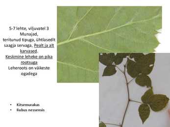 Dendroloogia pp #37