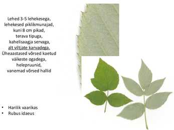 Dendroloogia pp #38