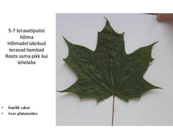 Dendroloogia pp #39