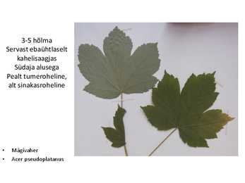 Dendroloogia pp #40