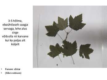 Dendroloogia pp #5