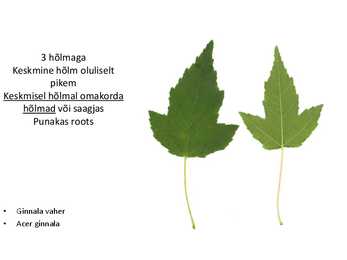 Dendroloogia pp #41