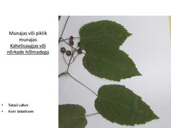 Dendroloogia pp #42