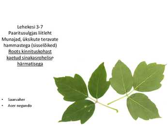 Dendroloogia pp #43
