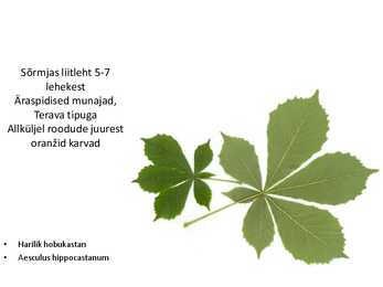 Dendroloogia pp #44