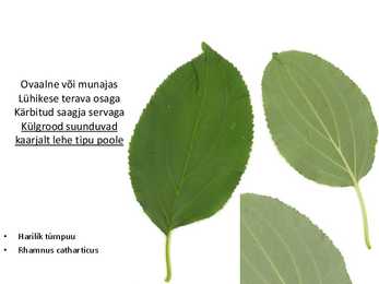 Dendroloogia pp #45