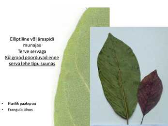 Dendroloogia pp #46