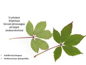 Dendroloogia pp #47