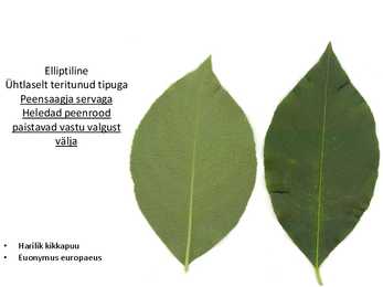 Dendroloogia pp #48