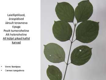 Dendroloogia pp #49