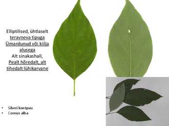 Dendroloogia pp #50
