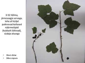 Dendroloogia pp #6