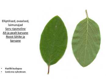Dendroloogia pp #51
