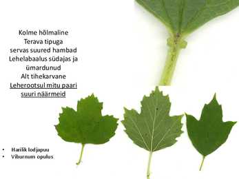 Dendroloogia pp #52