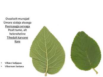 Dendroloogia pp #53