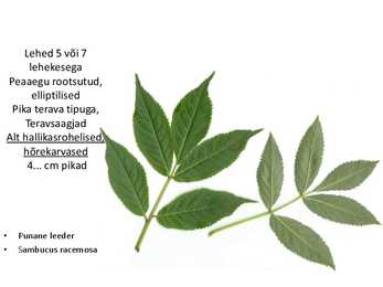 Dendroloogia pp #54